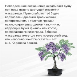 Набор для выращивания Бонсай Жакаранда